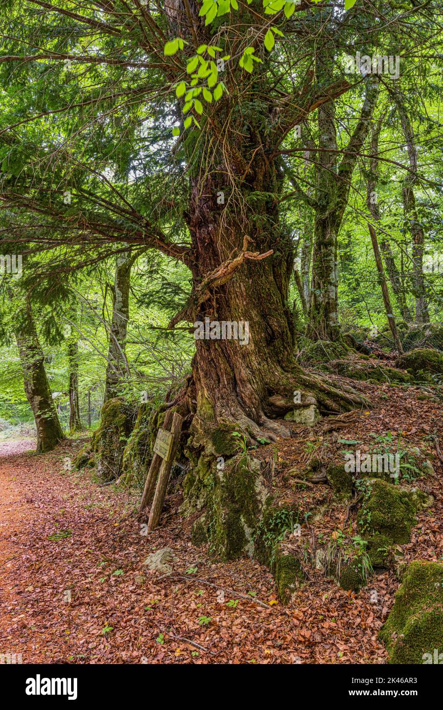Der ausgehöhlte Stamm eines jahrhundertealten Taxus-Baumes, Taxus baccata, genannt der Inspektor-Dachs im Umbra-Wald. Nationalpark Gargano, Apulien Stockfoto