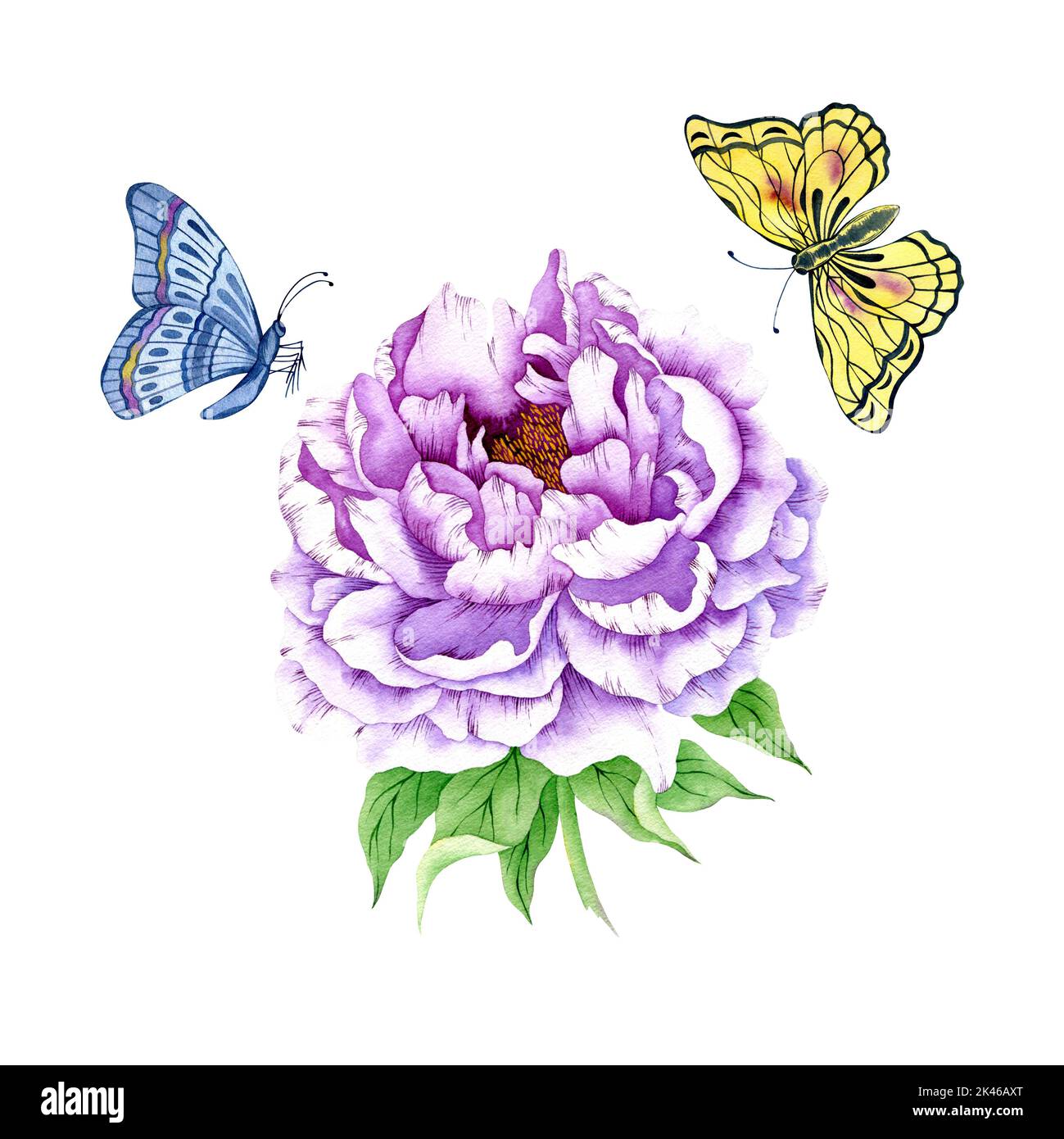 Aquarell violette Pfingstrose isoliert auf Weiß. Aquarell sehr peri Pfingstrose Blume. Handgezeichnete wunderschöne Pfingstrose Cliparts. Stockfoto