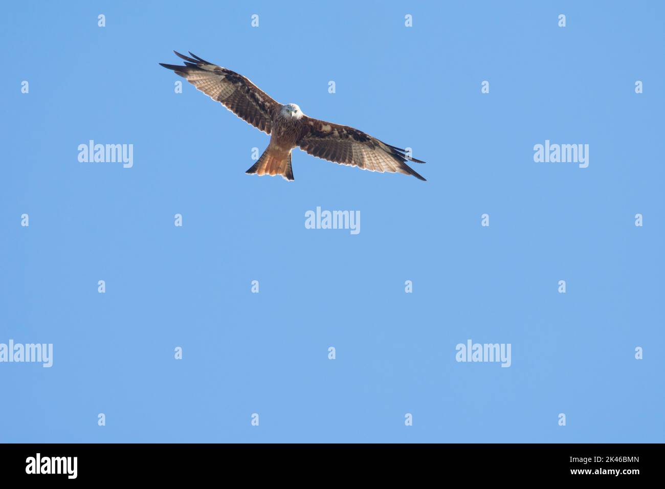 Rotkehlchen, Milvus milvus, der mit Flügeln gegen einen blauen Himmel fliegt, August Stockfoto