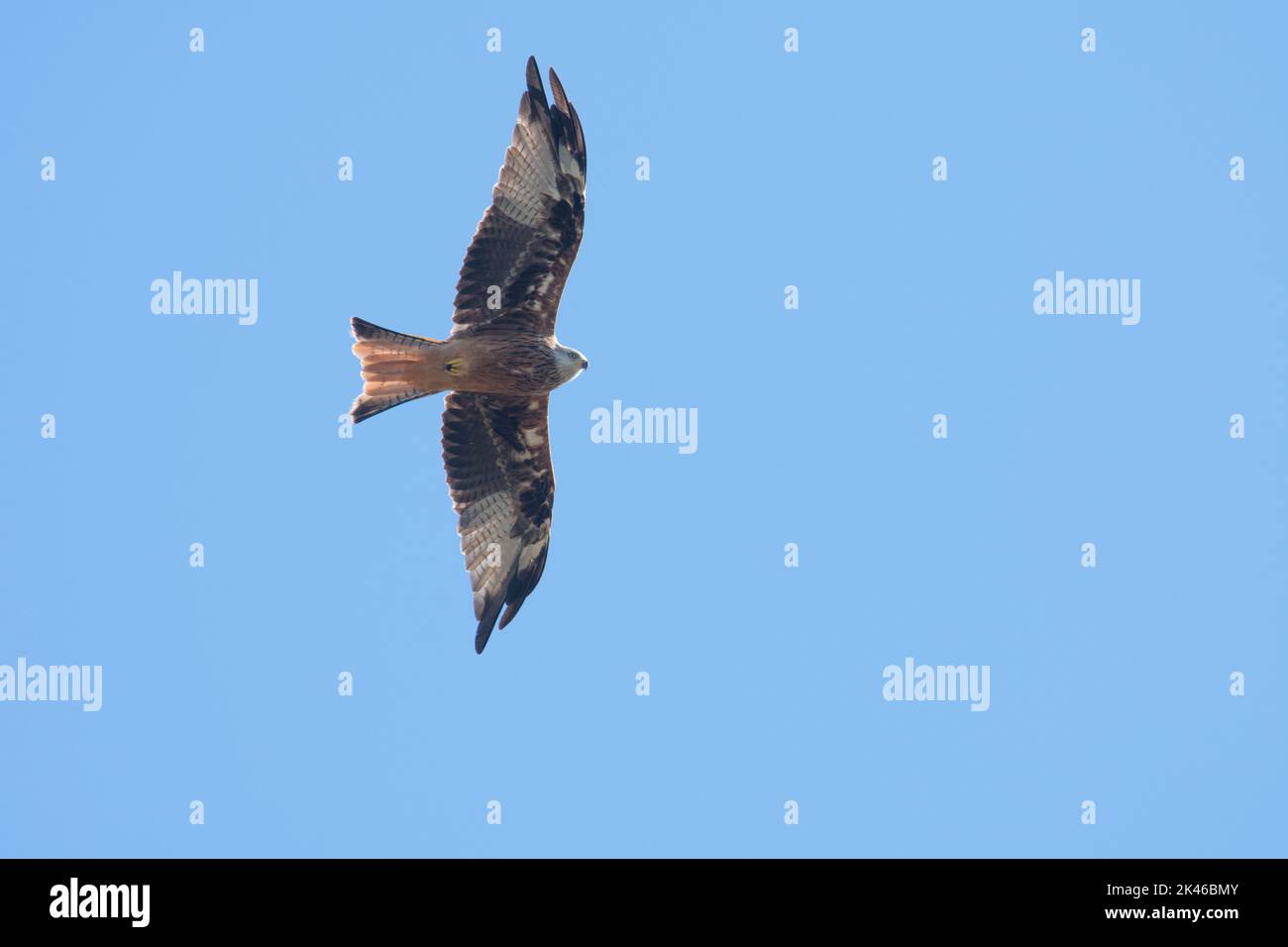Rotkehlchen, Milvus milvus, der mit Flügeln gegen einen blauen Himmel fliegt, August Stockfoto