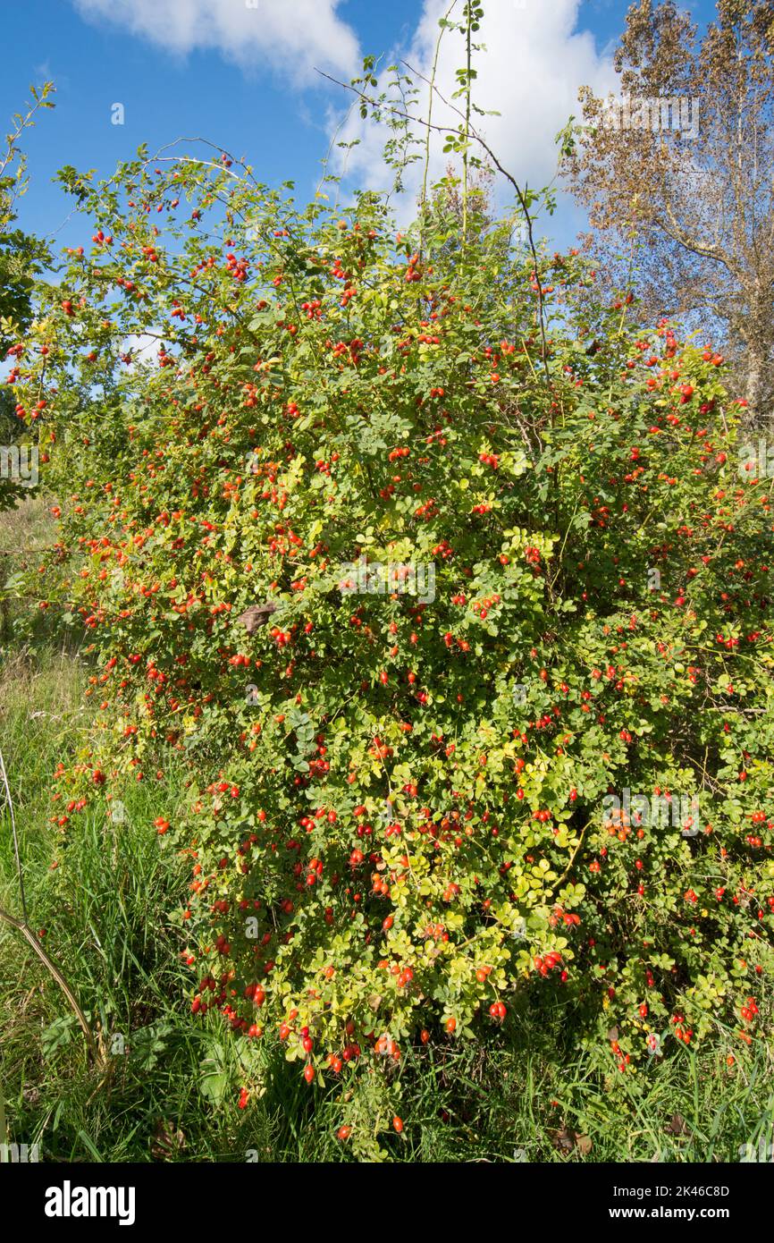 Rosenstrauch mit roten Hüften von Sweet Briar, Rosa rubiginosa, Sweet-Briar, September, Sussex Stockfoto