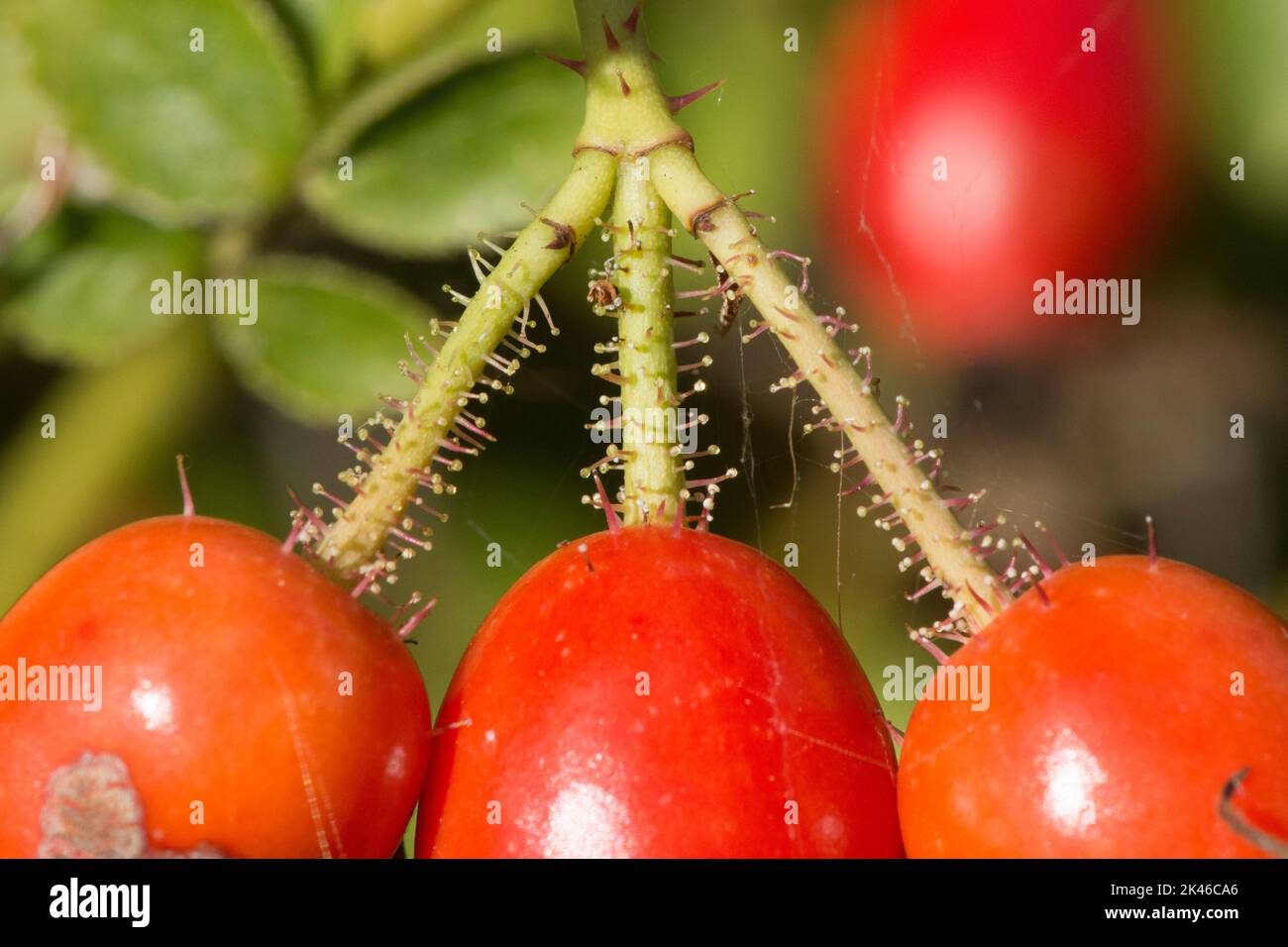 Süßer Briar, Rosa rubiginosa, Süßer Briar, Hüften am Busch mit klebrigen Blobs an den Drüsenhaaren, Diagnosefunktion an Stielen bis zu den Hüften, Frucht, September, Stockfoto