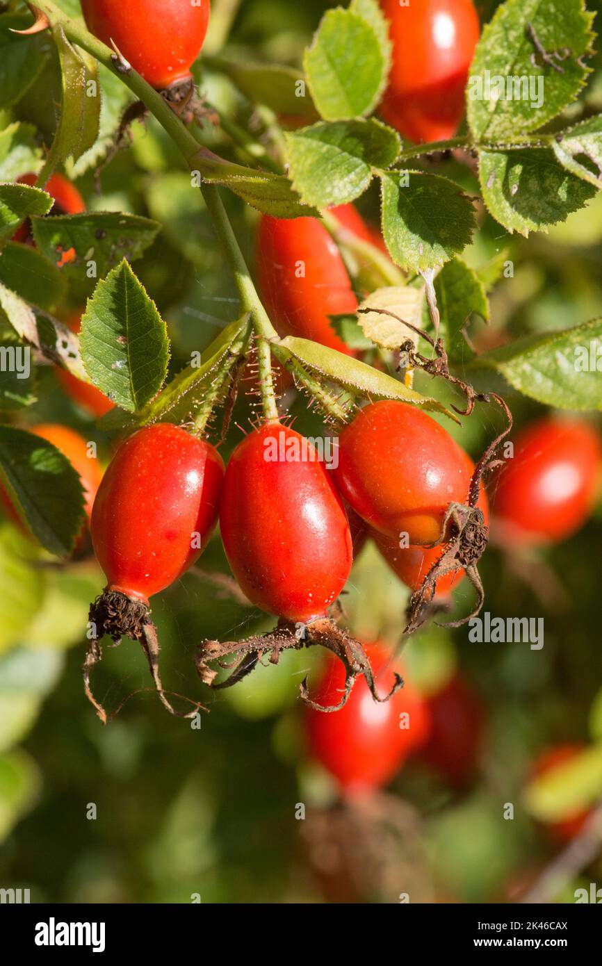 Süßer Briar, Rosa rubiginosa, Süßer Briar, rote Hüften am Busch, September, Sussex Stockfoto