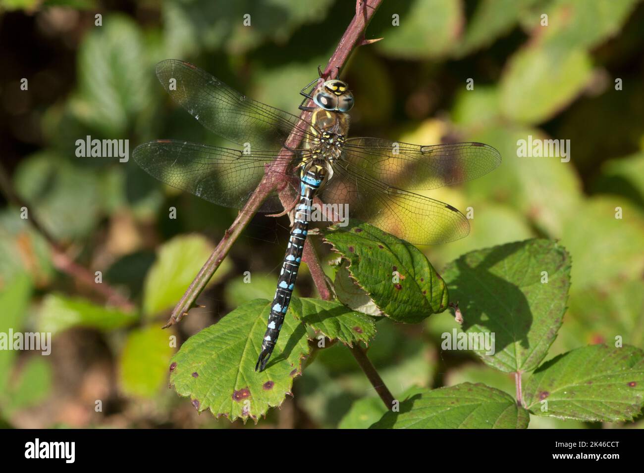 Migrant Hawker, Aeshna mixta, Libelle, männlich, auf Bramble ruhend, Blaue Libelle, September, Großbritannien Stockfoto