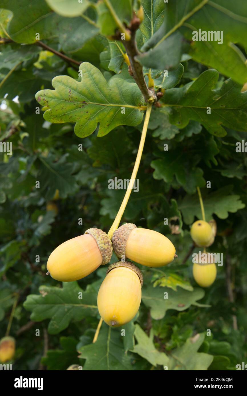 Stieleiche, Englische Eiche, Quercus robur, drei Eicheln, die am Stamm des noch hängenden Baumes hängen, Eicheln, September, Stockfoto