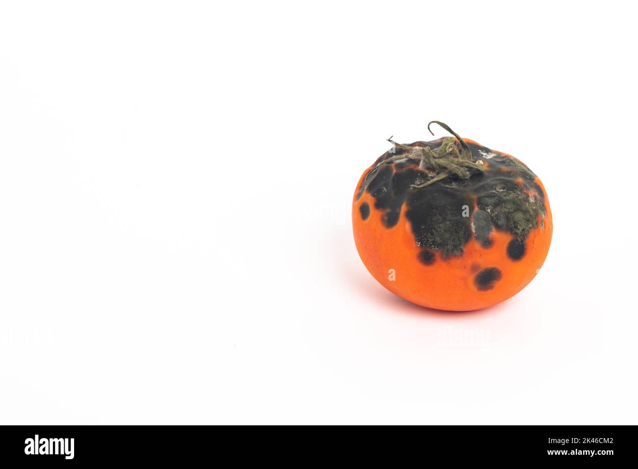 Verfaulte Tomaten. Schimmel auf Gemüse. Verfaultes Produkt.fehlendes Gemüse isoliert auf weißem Hintergrund Stockfoto