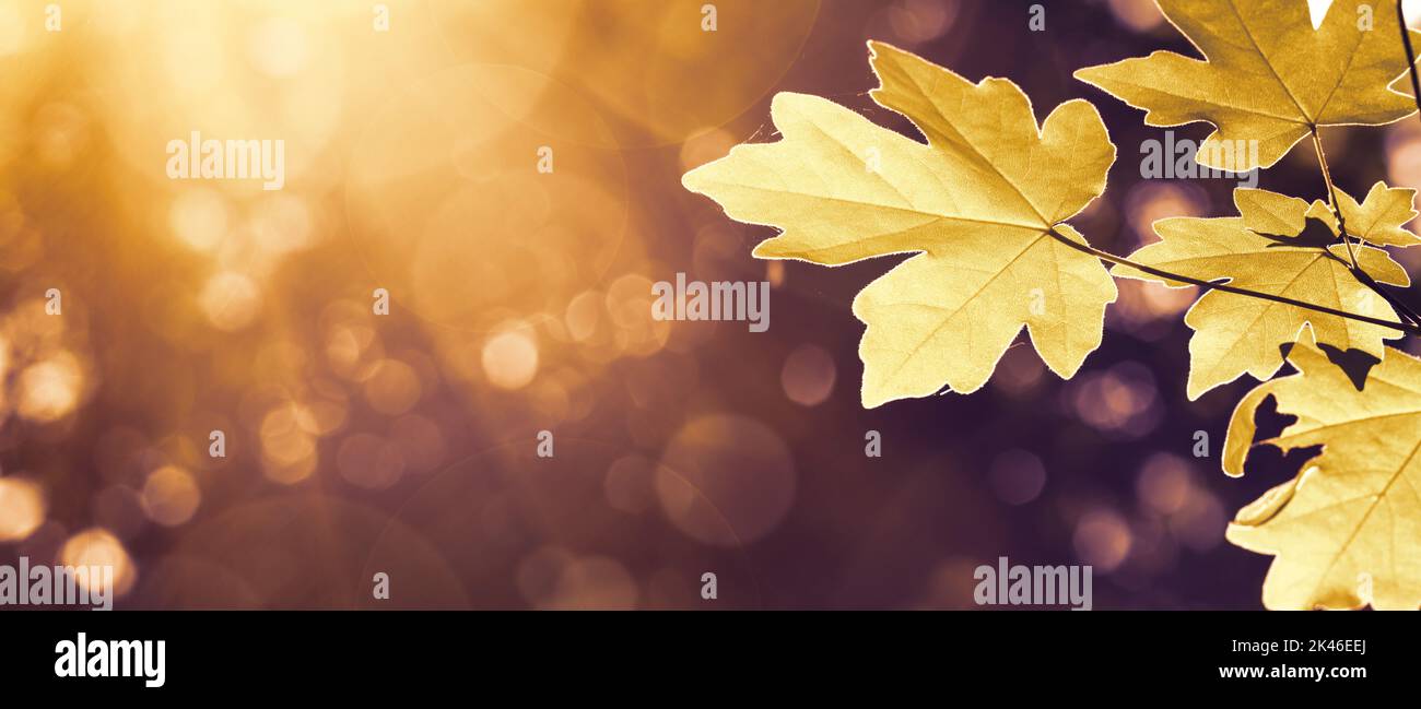 Herbstlandschaft, Banner - Blick auf die Ahornblätter am Ast im Laubwald an einem sonnigen Tag, Nahaufnahme, mit Platz für Text Stockfoto