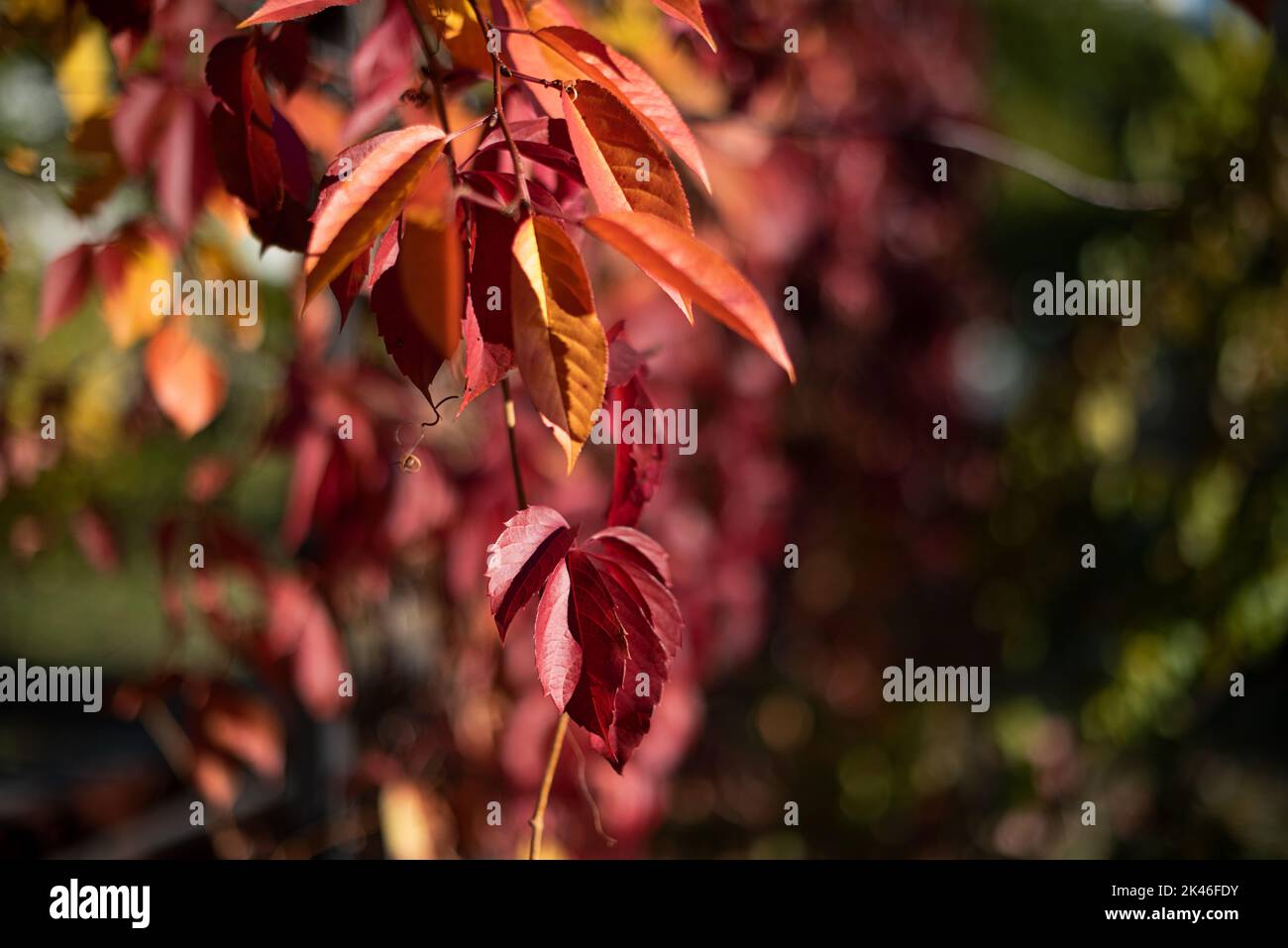 Natürlicher Hintergrund aus roten Blättern wilder Trauben, negativer Textraum, natürlicher Hintergrund. Stockfoto