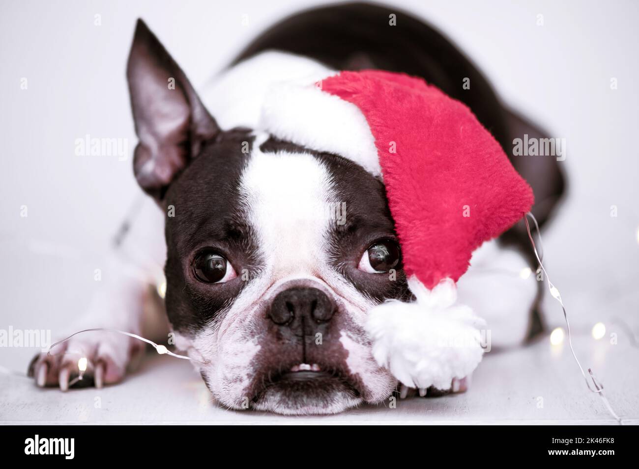 Niedlicher Boston Terrier Welpe in einem roten Weihnachtsmütze, der vorne auf weißem Hintergrund liegt. Das Konzept von Neujahr und Weihnachten. Stockfoto