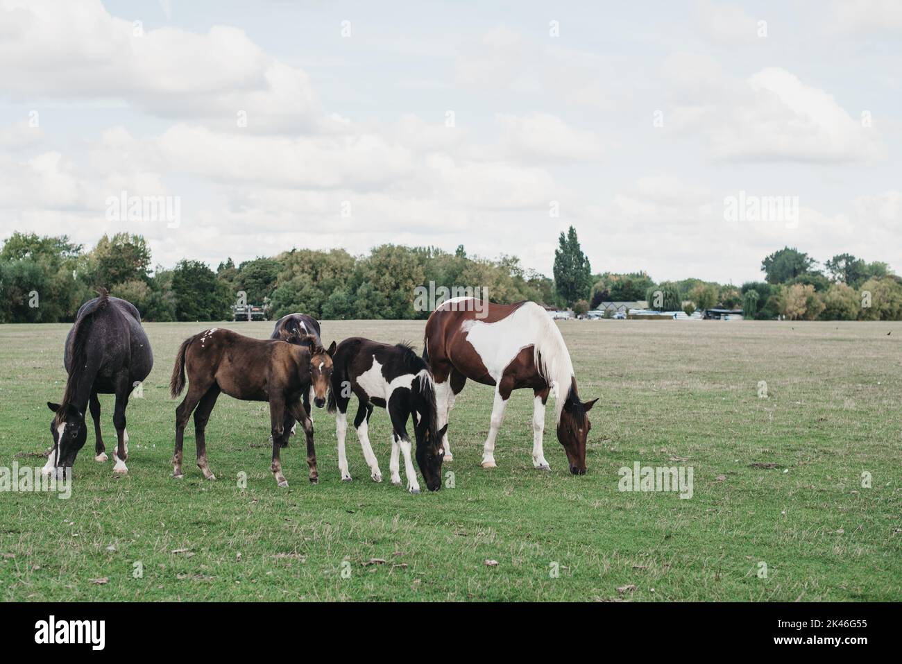 Fünf (5) Pferde und Hühner grasen auf Port Meadow, Oxford, England Stockfoto