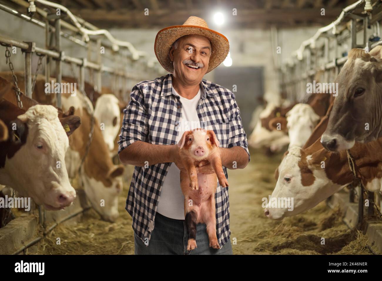 Reifer Landwirt, der ein kleines Schwein auf einer Viehzucht hält Stockfoto