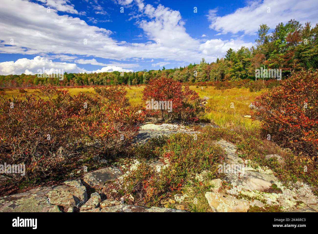 Hagen Run, ein Nebenfluss der Lehigh und Delaware Flüsse, fließt durch verlassene Biberteichwiesen im Pinchot State Forest in Pennsylvania Stockfoto