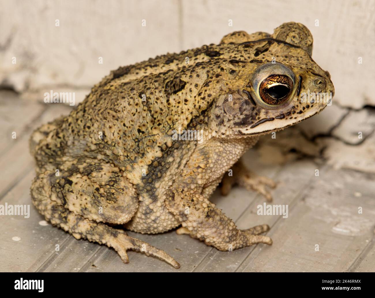 Gulf Coast Kröte (Incilius nebulifer) jugendlich sitzt an einer Wohntür, Nahaufnahme Blick. Gemeinsam mit den südlichen Feuchtteilen der USA. Stockfoto