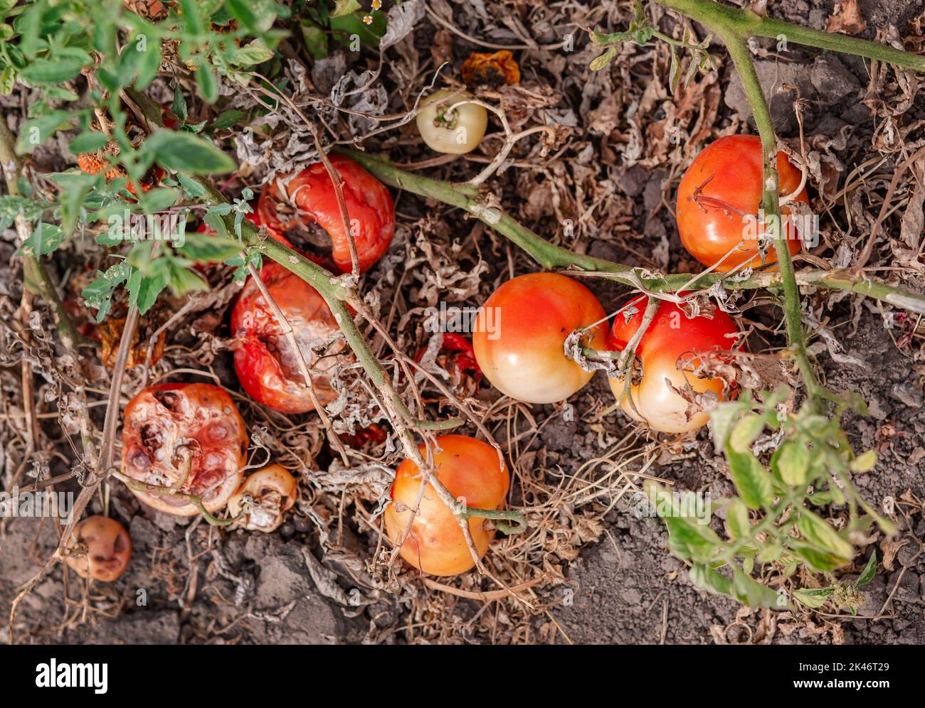Tomatenfrüchte sind von einer bakteriellen Erkrankung im offenen Boden betroffen. Tomaten verdorrten von Schädlingen. Herbsternte. Stockfoto