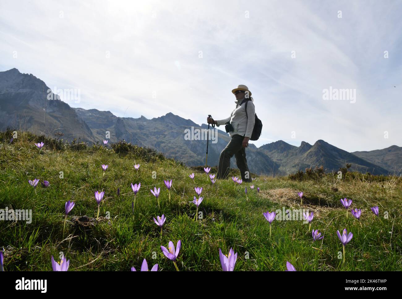 Wanderfrau beim Spaziergang durch die wilden Herbstcrocus-Blumen am Col du Soulor in den pyrenäen, die an Frankreich und Spanien Grenzen Stockfoto