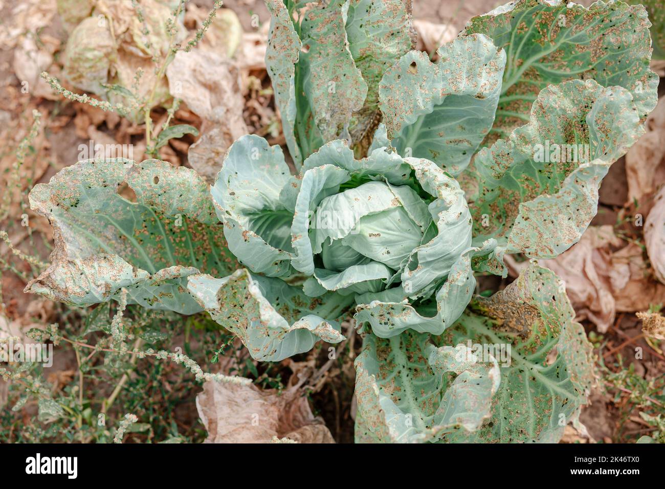 Kohl auf dem Ackerfeld, von Nacktschnecken gegessen. Kranke Kohlblätter, die von Schädlingen und pathogenen Pilzen betroffen sind. Stockfoto