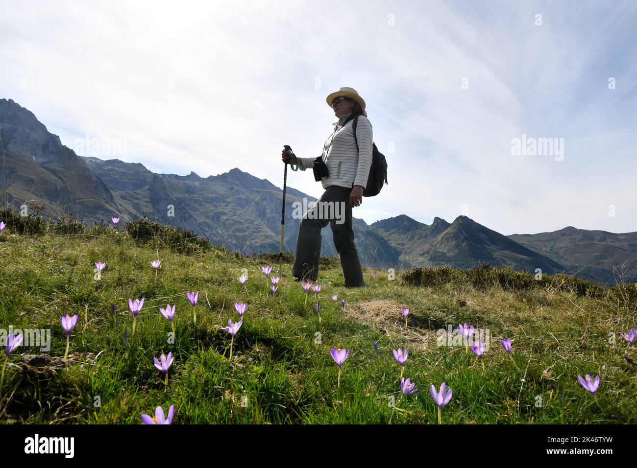 Wanderfrau beim Spaziergang durch die wilden Herbstcrocus-Blumen am Col du Soulor in den pyrenäen, die an Frankreich und Spanien Grenzen Stockfoto