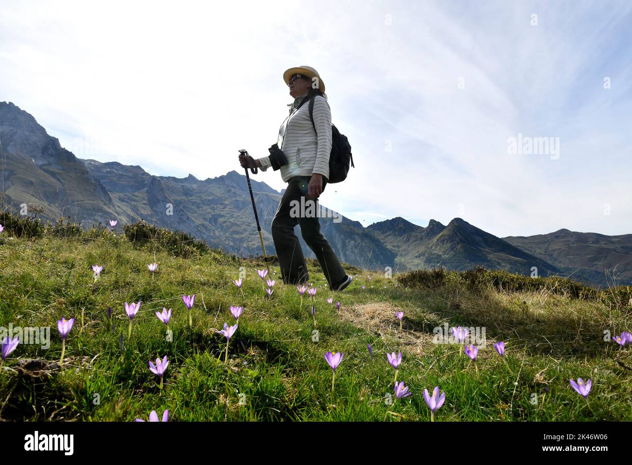 Eine fenmännerne Wanderin, die durch wilde Herbstcrocus-Blumen am Col du Soulor in den pyrenäen an der Grenze zu Frankreich und Spanien geht Stockfoto