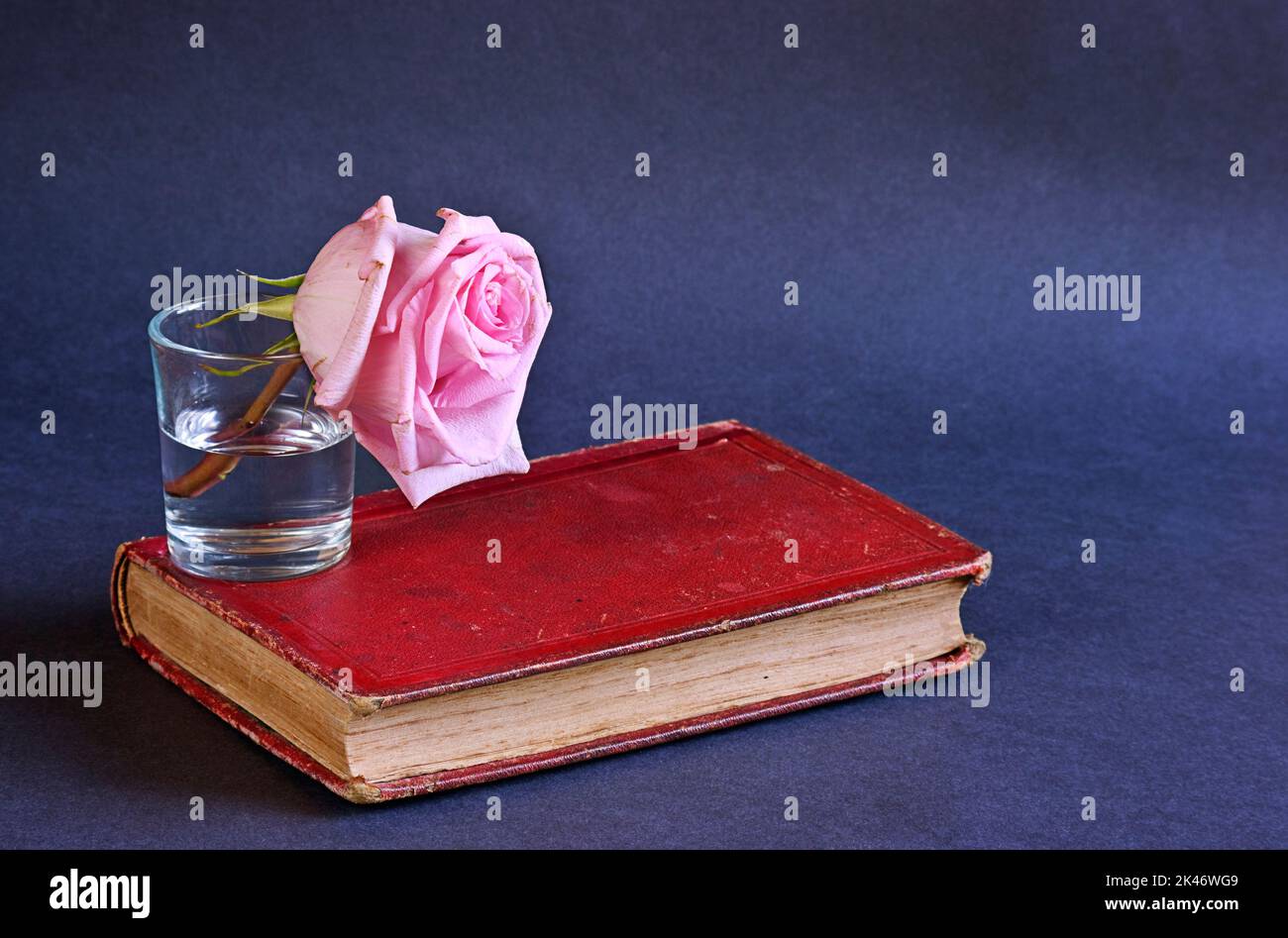 Verwelkte Rosenblüte mit altem roten Buch. Konzeptfotografie. Stockfoto