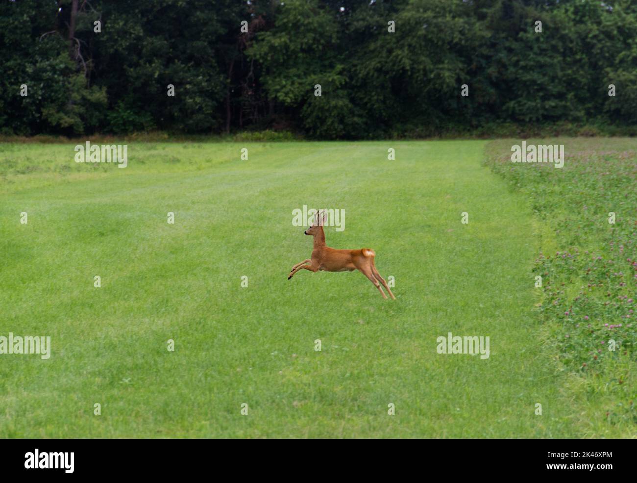 Reh-Bock auf einer Wiese, springen Stockfoto