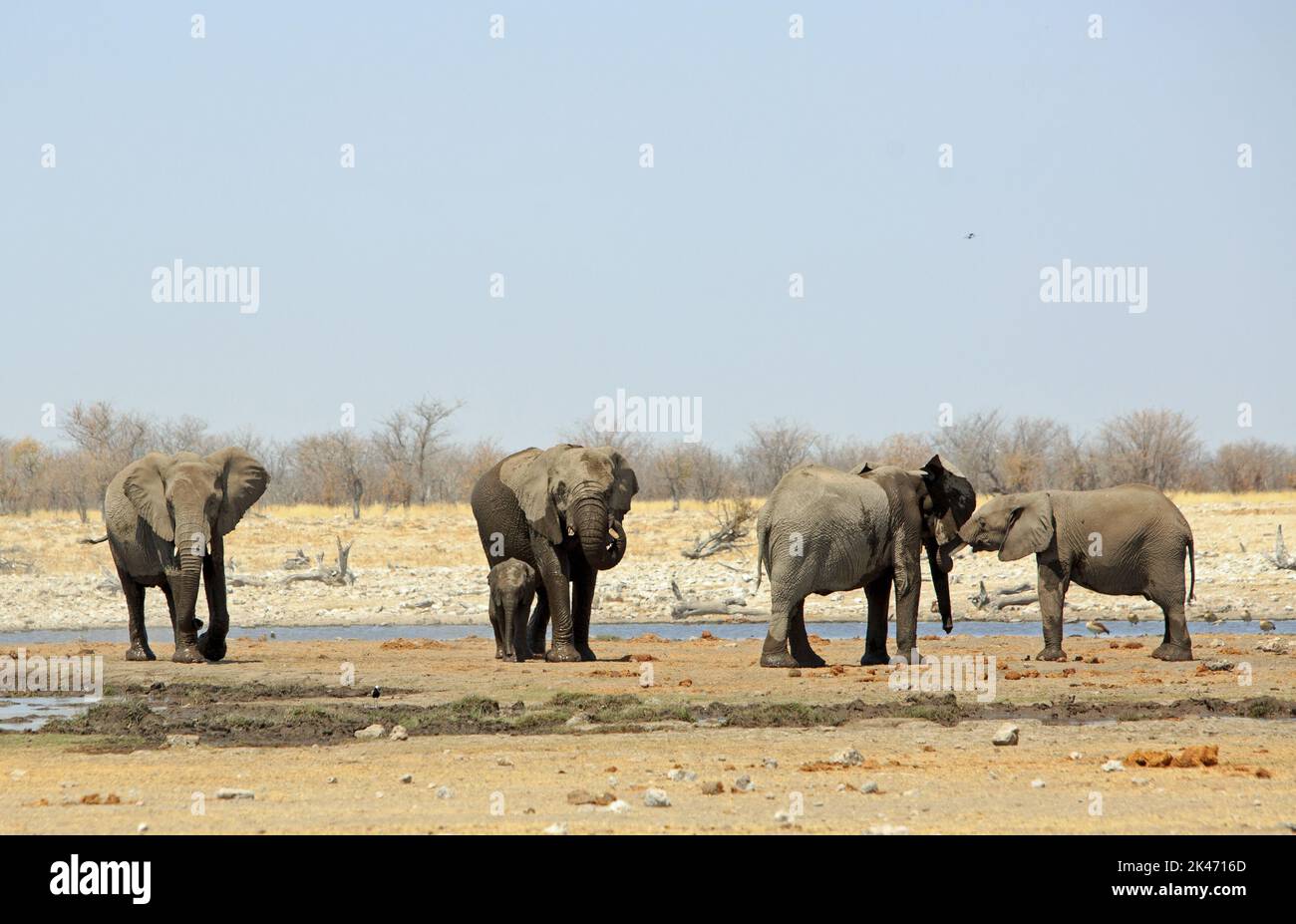 Afrikanisches Wasserloch - Rietfontein im Etosha-Nationalpark, mit Elefanten, die einen Drink nehmen und spielen. Stockfoto