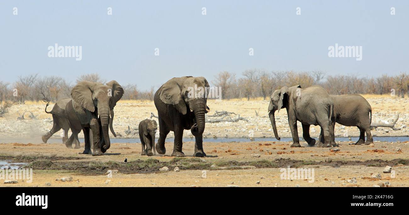 Panoramablick auf ein afrikanisches Wasserloch mit einer kleinen Elefantenherde der Familie, die gerade einen Drink hatte. Etosha Nationalpark, Namibia, Südafrika Stockfoto