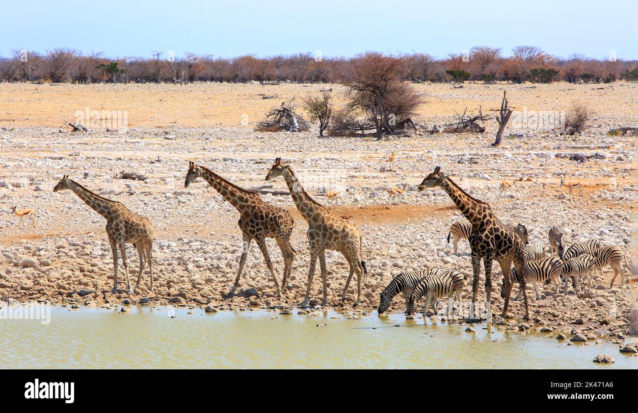 Eine Reise der Giraffe und eine kleine Herde Zebras kommen zu einem Drink an einem afrikanischen Wasserloch in Etosha, Namibia Stockfoto