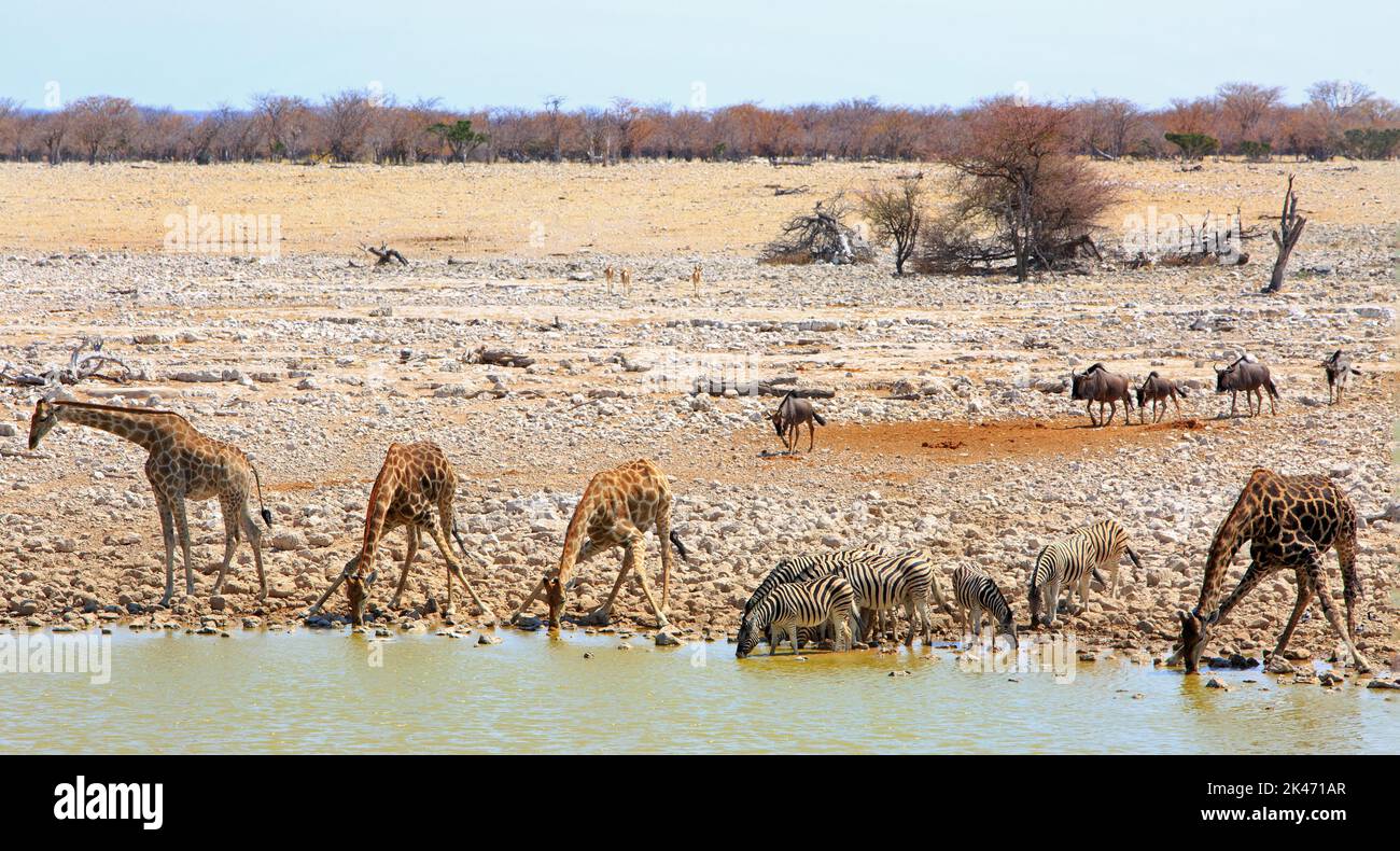 Ein lebendiges afrikanisches Wasserloch mit vielen verschiedenen Tieren, die zum Trinken kommen, mit einem natürlichen Busch Hintergrund Stockfoto