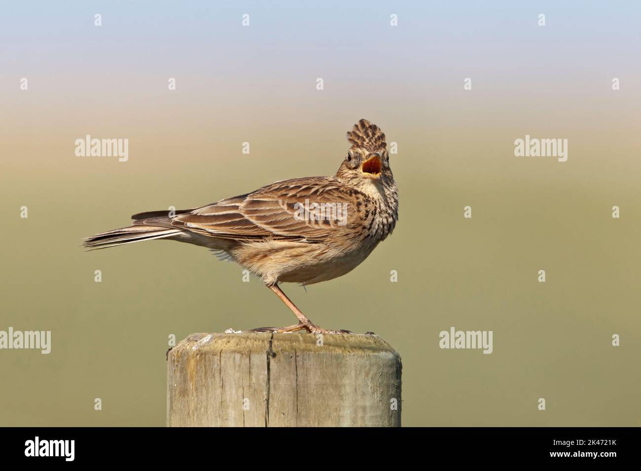 Skylark, Alauda arvensis, ein einziger Erwachsener, der von einem Zaunpfosten singt, Nortrh Norfolk, Mai Stockfoto