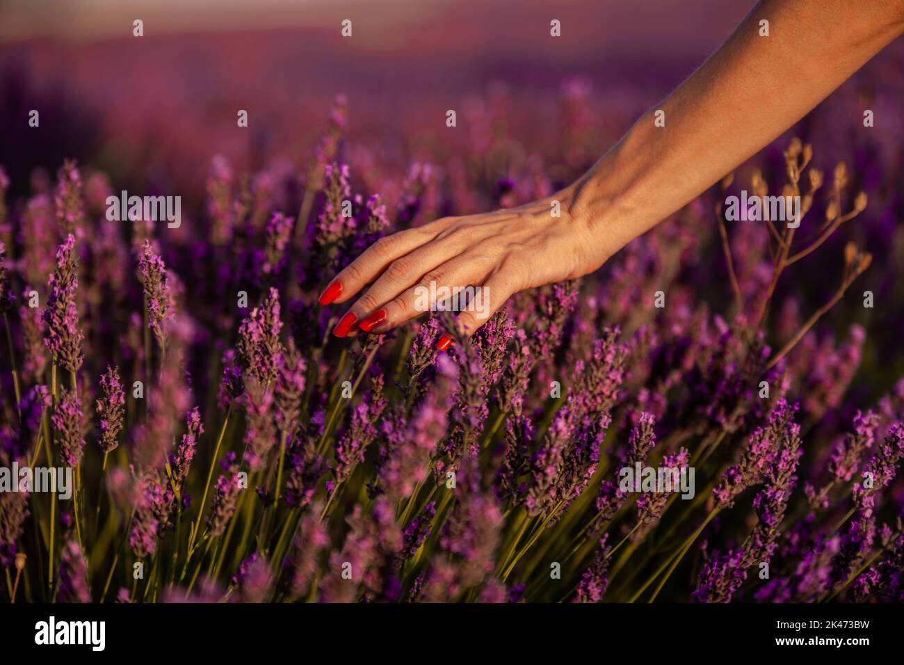 Nahaufnahme einer Frau, die die Lavendelblüten berührt, während sie im Lavendelfeld läuft. Naturkonzept. Stockfoto