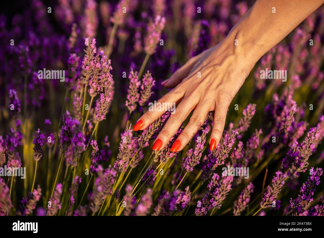 Nahaufnahme einer Frau, die die Lavendelblüten berührt. Naturkonzept. Stockfoto
