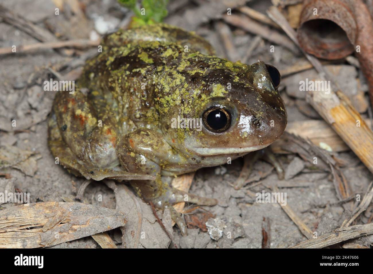 Der gewöhnliche Spadoot, die Knoblauchkröte, die gewöhnliche Spadoot-Kröte und der europäische gemeinsame Spadoot (Pelobates fuscus) Männchen in einem natürlichen Lebensraum während eines Stockfoto