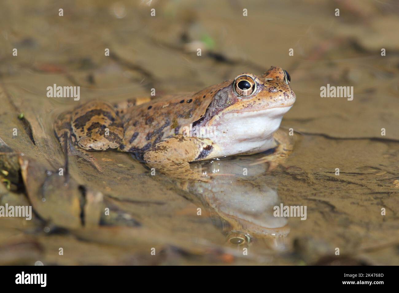 Der gewöhnliche Frosch, der europäische gewöhnliche Braunfrosch, der europäische Grasfrosch, der europäische Teichfrosch (Rana temporaria) in einem natürlichen Lebensraum Stockfoto