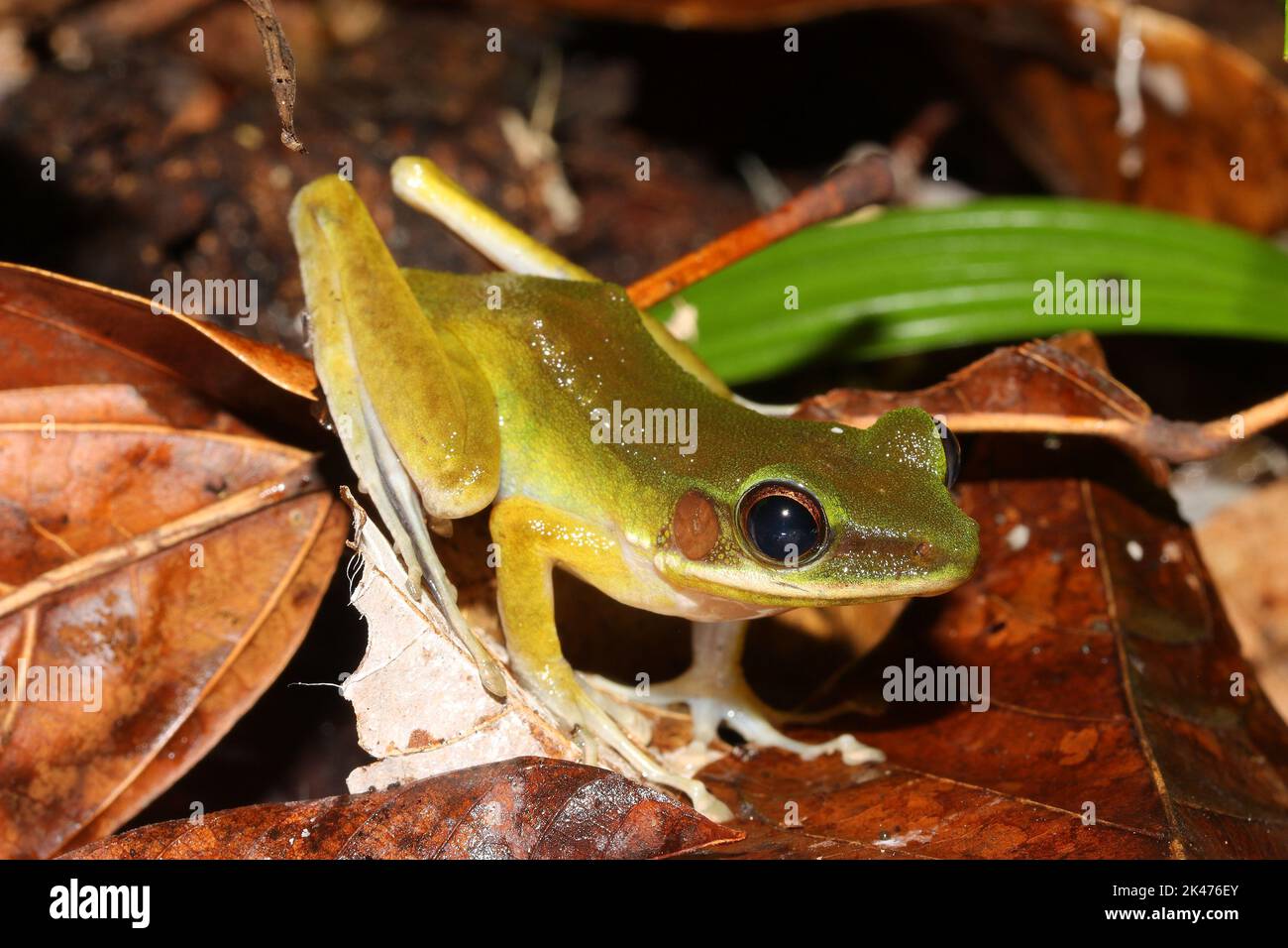 Der Schlauchfrosch (Odorrana hosii) in einem natürlichen Lebensraum Stockfoto