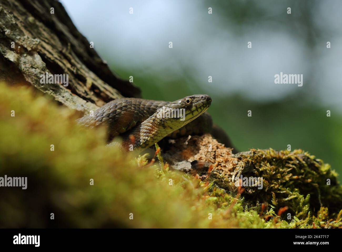 Würfelschlange (Natrix tessellata) in natürlichem Lebensraum Stockfoto