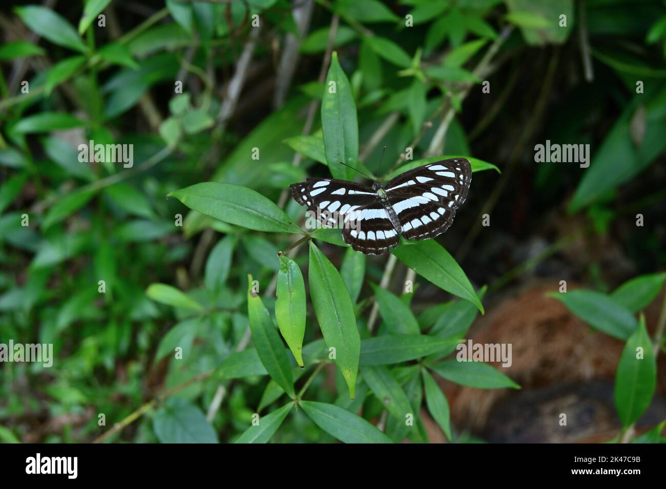 Ein gewöhnlicher Seemannschmetterling breitet seine Flügel parallel aus, während er auf einem wilden Blatt sitzt, und enthüllt die dorsale Ansicht des Flügels Stockfoto