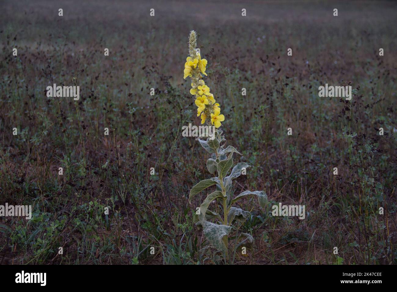 Gelbe Blume, Densflower Königskerze, in der Morgendämmerung in einem dunklen Feld glühend Stockfoto