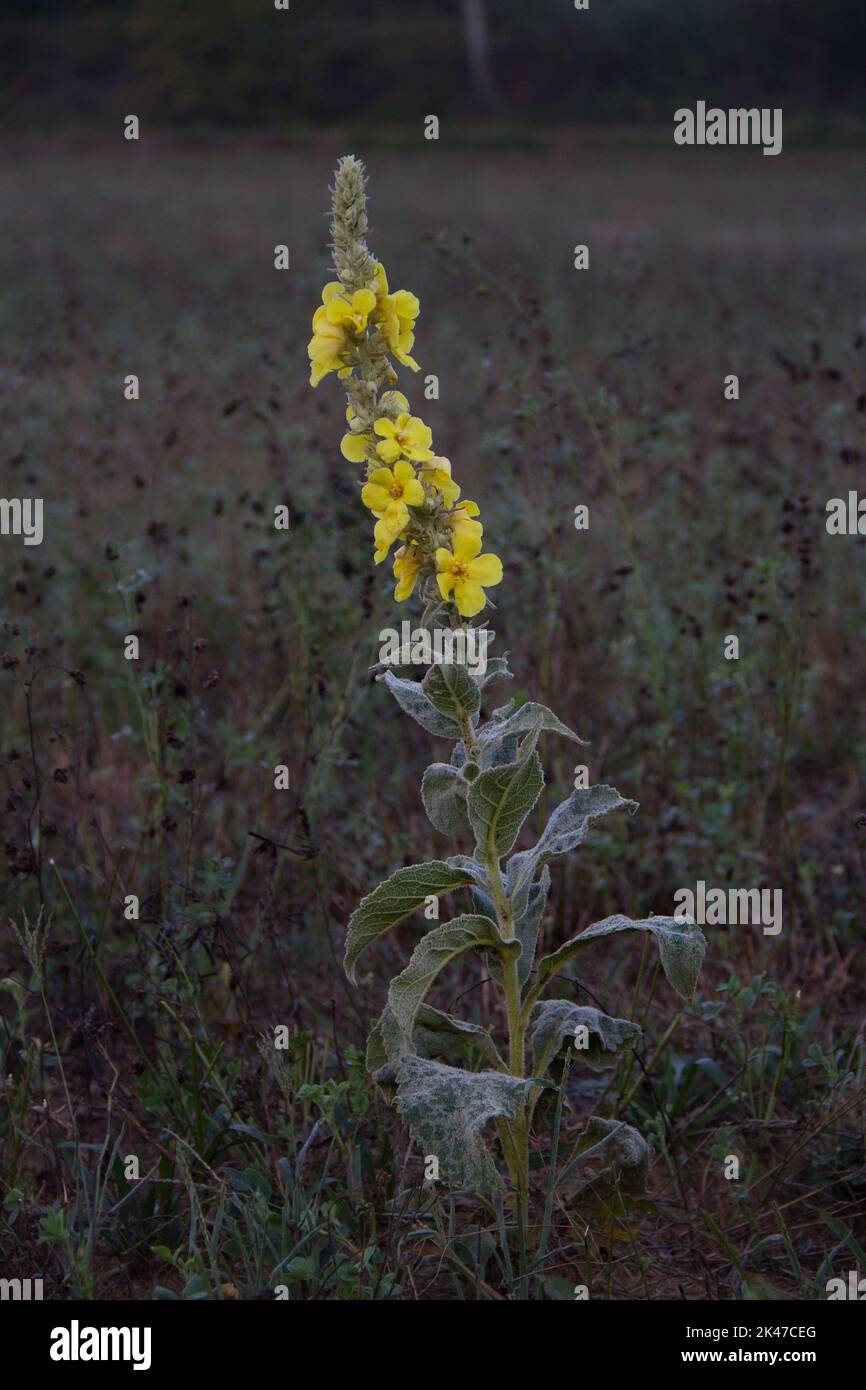 Gelbe Blume, Densflower Königskerze, in der Morgendämmerung in einem dunklen Feld glühend Stockfoto