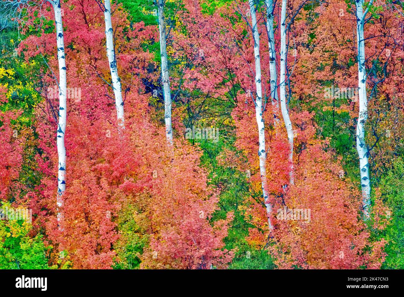 Gemischte Sorten von Ahornbäume mit Espen im Herbst Farbe. Targhee National Forest, Idaho Stockfoto
