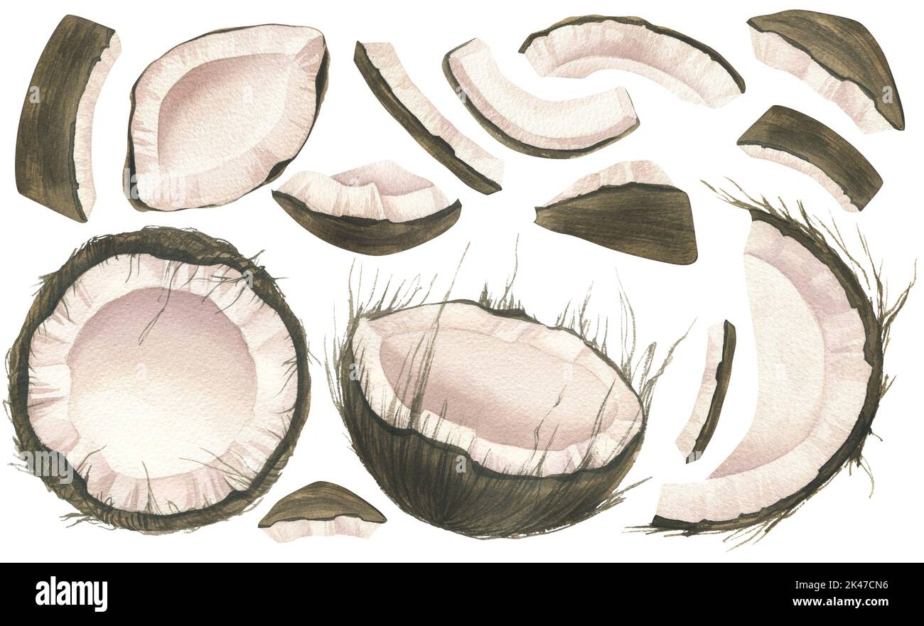 Kokosnuss gespaltene Hälften und kleine Stücke sind unterschiedlich. Aquarelldarstellung. Isolierte Objekte auf weißem Hintergrund aus einem großen KOKOSNUSSSET. Für Stockfoto