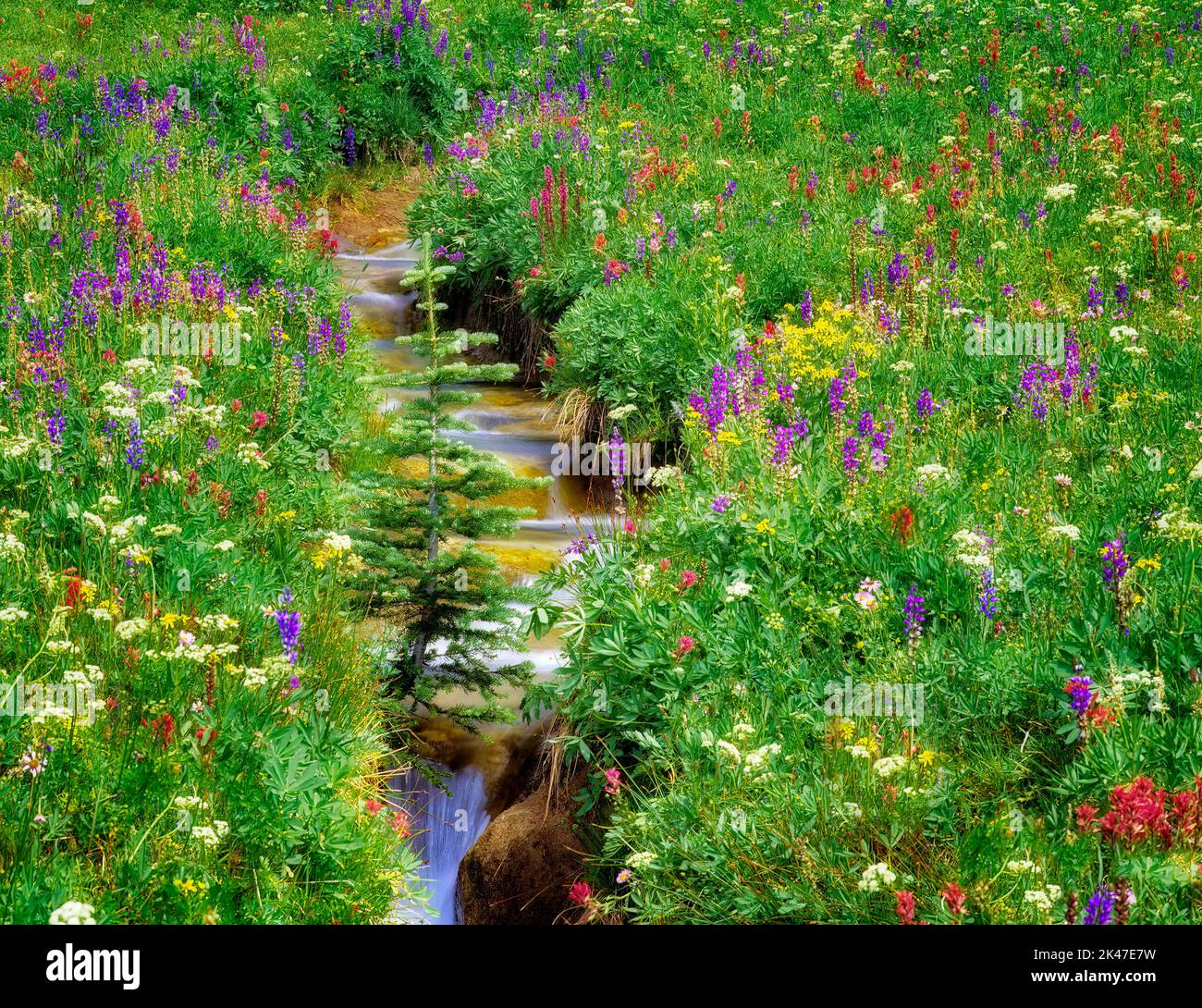 Wildblumen und Stream. Vogel Creek Lake, Washington. Stockfoto