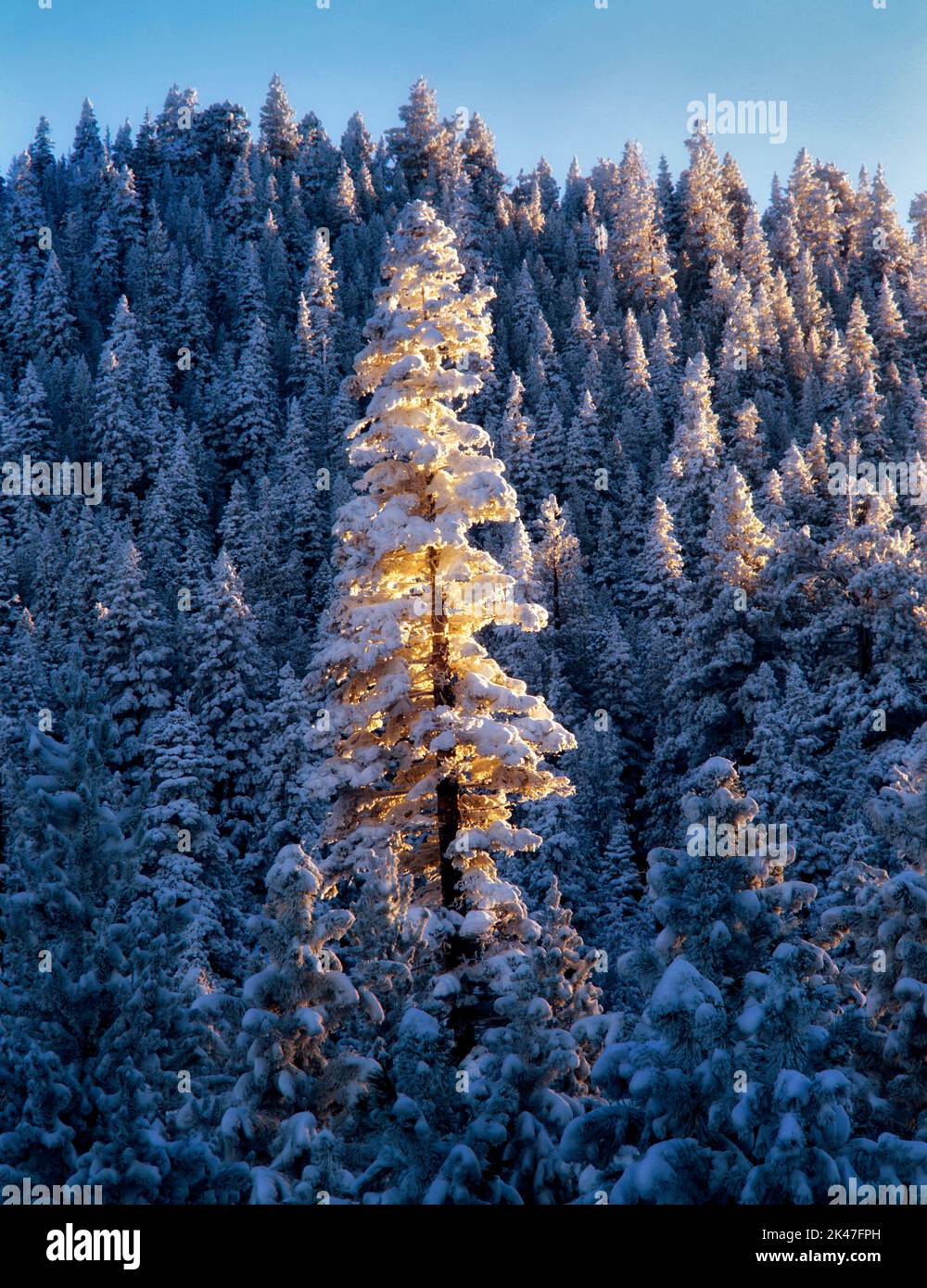 Hoher schneebedeckter Baum bei Sonnenuntergang. Freemont National Forest, Oregon Stockfoto