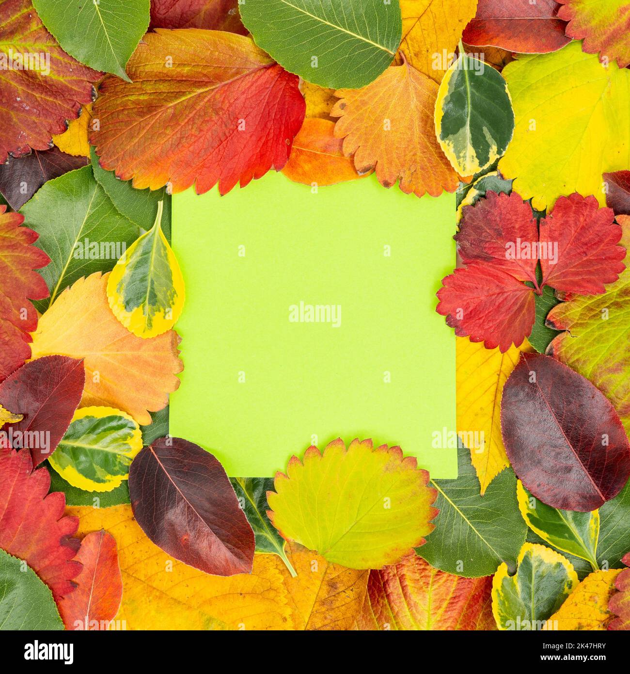 Kreatives Layout aus getrockneten Blättern im Herbst und Papierkarte. Flach liegend. Herbst Natur verlässt Konzept. Stockfoto