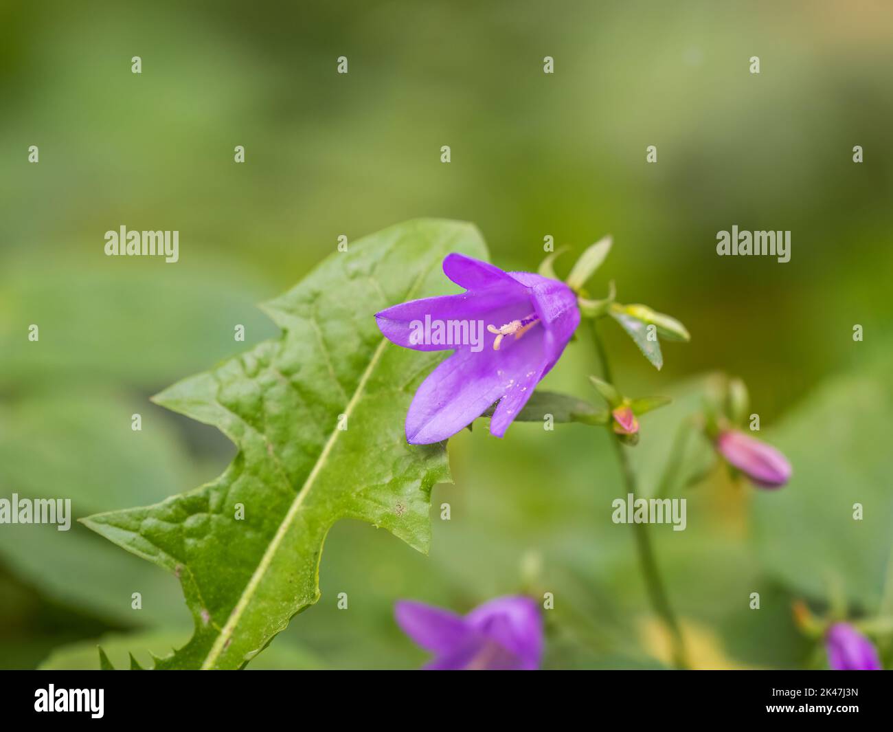 Acker glockenblume (campanula rapunculoides) -Fotos und -Bildmaterial in  hoher Auflsung  Alamy