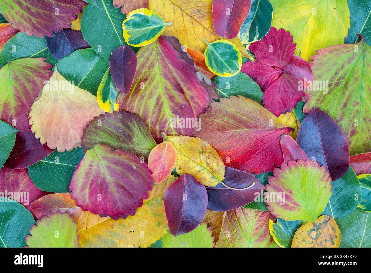 Kreatives Layout aus Blättern im Herbst über die gesamte