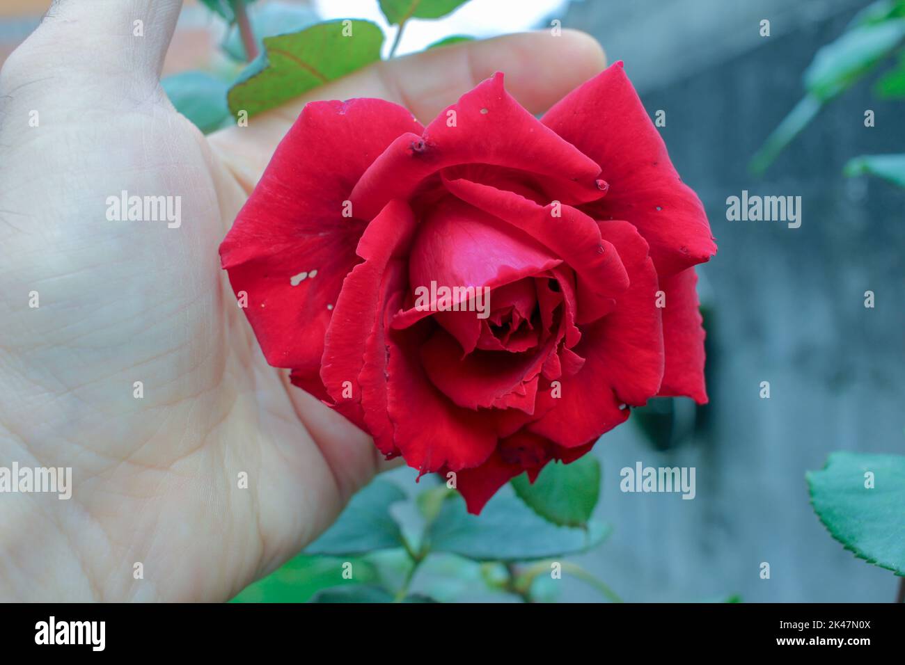 Das Vergnügen, eine rote Rose zu halten und zu riechen Stockfoto