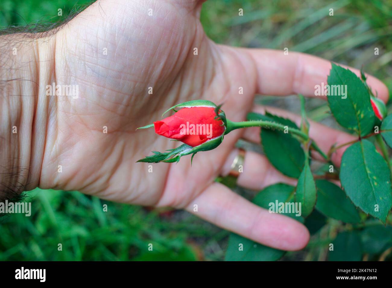 Während ich durch meinen Garten ging, hielt ich eine kleine rote Rose in der Hand Stockfoto