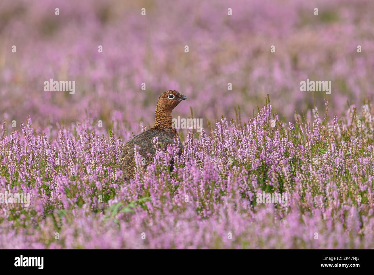 Rothuhn-Männchen in natürlichem grousemoor-Lebensraum mit blühender violetter Heide, nach rechts zeigend. Yorkshire Dales, Großbritannien. Wissenschaftlicher Name: Lagopus Lagopus. Ho Stockfoto
