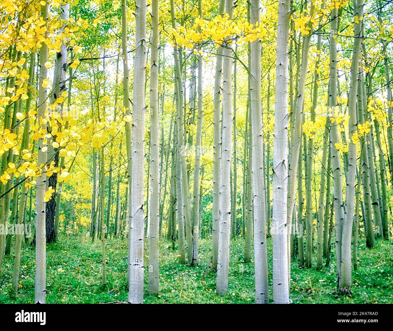 Nahaufnahme eines Espenwaldes in Herbstfarbe. San Juan Mountains, Colorado Stockfoto