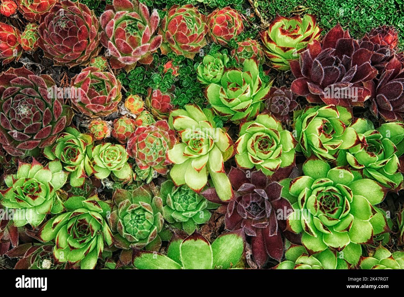 Art von Sempervivum. Northwest Garden Nursery, Eugene, Oregon Stockfoto